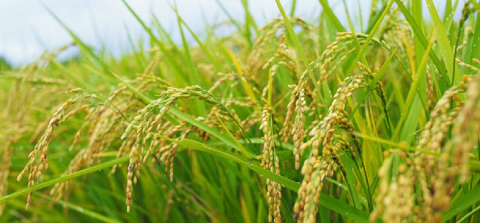 動物忌避剤のメカニズム